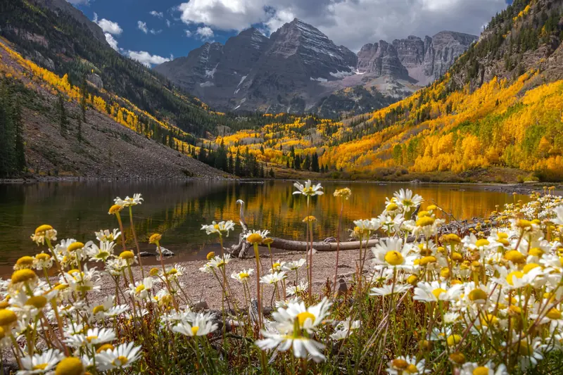 The Maroon Bells reflected in a lake, ringed by golden aspens near Aspen, Colorado